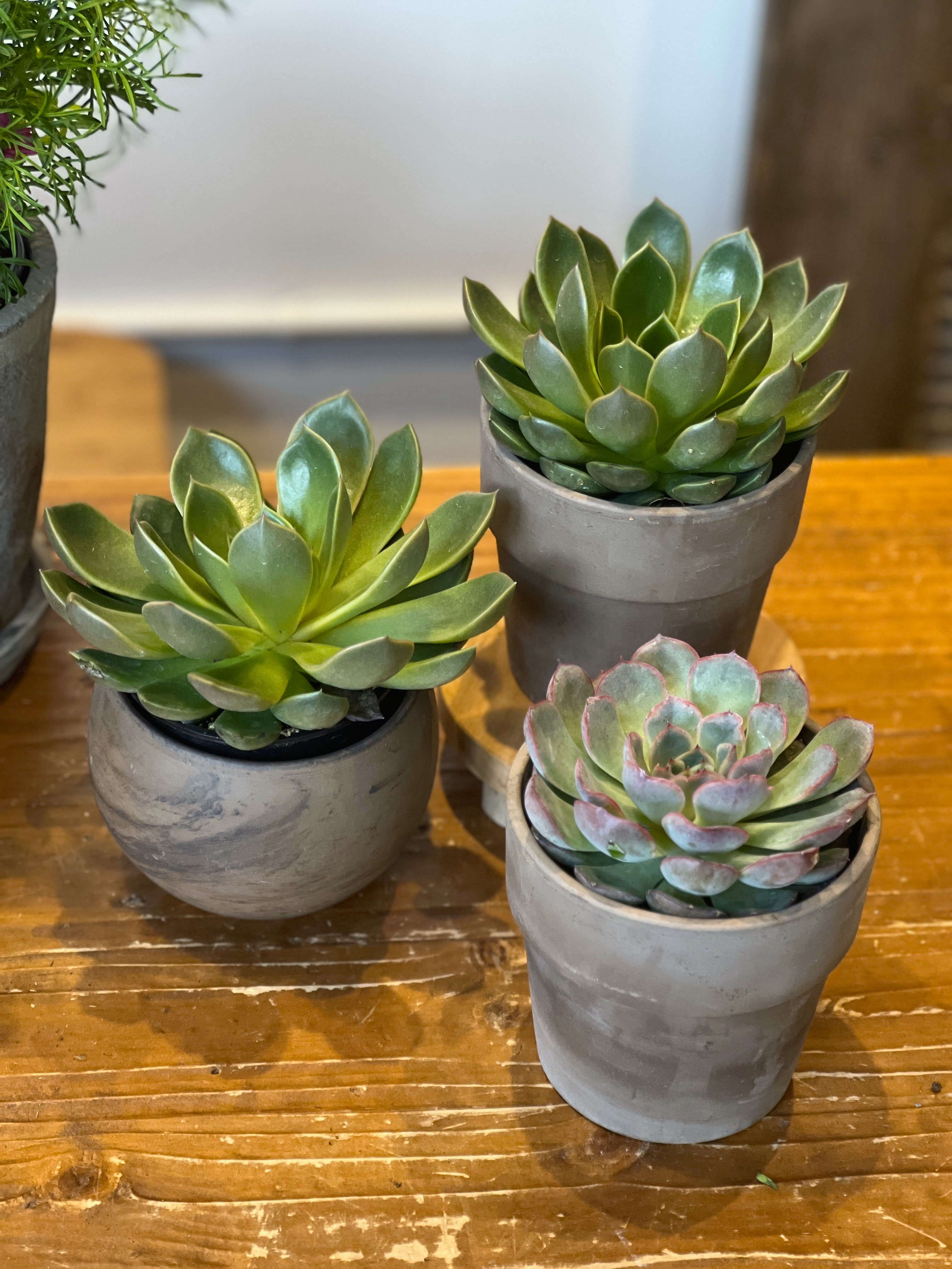 Succulent